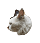 my sweet cats face（個別スタンプ：8）