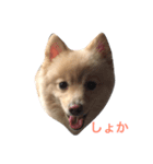 Hello,Dog（個別スタンプ：1）