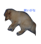 Hello,Dog（個別スタンプ：2）