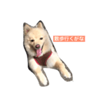 Hello,Dog（個別スタンプ：4）