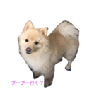 Hello,Dog（個別スタンプ：5）