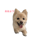 Hello,Dog（個別スタンプ：6）