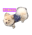 Hello,Dog（個別スタンプ：8）