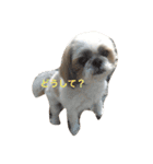 アシモの1日（個別スタンプ：10）