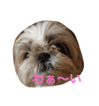 アシモの1日（個別スタンプ：16）