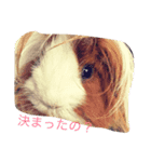 マロさんたち（個別スタンプ：4）