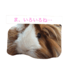 マロさんたち（個別スタンプ：6）