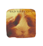 マロさんたち（個別スタンプ：7）
