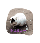 マロさんたち（個別スタンプ：8）