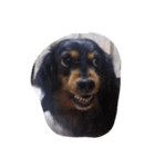 我が家の愛犬U・x・U（個別スタンプ：1）