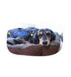 我が家の愛犬U・x・U（個別スタンプ：2）