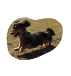 我が家の愛犬U・x・U（個別スタンプ：4）