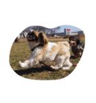 我が家の愛犬U・x・U（個別スタンプ：5）