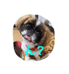 我が家の愛犬U・x・U（個別スタンプ：6）