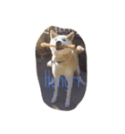 我が家の愛犬U・x・U（個別スタンプ：7）