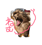 necoya.sisimaru2（個別スタンプ：1）