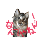 necoya.sisimaru2（個別スタンプ：3）
