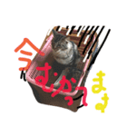 necoya.sisimaru2（個別スタンプ：6）