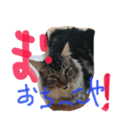necoya.sisimaru2（個別スタンプ：7）