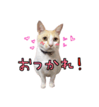 こてつ日和（個別スタンプ：12）