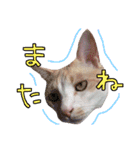 こてつ日和（個別スタンプ：14）