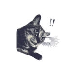 ねこ、とは（個別スタンプ：1）