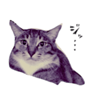 ねこ、とは（個別スタンプ：3）