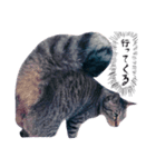 ねこ、とは（個別スタンプ：5）