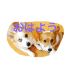 楽しいコギファミリー（個別スタンプ：1）