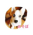 楽しいコギファミリー（個別スタンプ：3）
