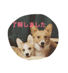 楽しいコギファミリー（個別スタンプ：5）