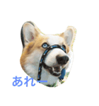 楽しいコギファミリー（個別スタンプ：6）
