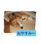 楽しいコギファミリー（個別スタンプ：7）