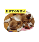 楽しいコギファミリー（個別スタンプ：8）