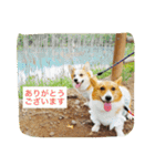 楽しいコギファミリー（個別スタンプ：13）