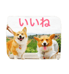 楽しいコギファミリー（個別スタンプ：16）