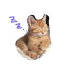 猫の居る毎日。家族。（個別スタンプ：1）