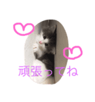 猫の居る毎日。家族。（個別スタンプ：2）