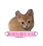 猫の居る毎日。家族。（個別スタンプ：5）