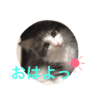 猫の居る毎日。家族。（個別スタンプ：6）