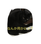 ねこ25（個別スタンプ：5）