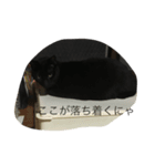 ねこ25（個別スタンプ：6）