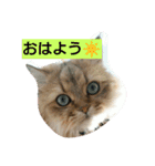 笑(にこ)ちゃん（個別スタンプ：1）