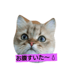 笑(にこ)ちゃん（個別スタンプ：2）
