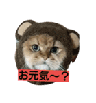 笑(にこ)ちゃん（個別スタンプ：3）