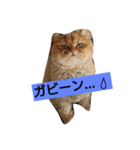 笑(にこ)ちゃん（個別スタンプ：5）