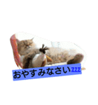 笑(にこ)ちゃん（個別スタンプ：8）