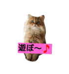 笑(にこ)ちゃん（個別スタンプ：10）