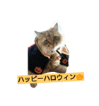 笑(にこ)ちゃん（個別スタンプ：11）