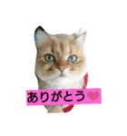 笑(にこ)ちゃん（個別スタンプ：13）